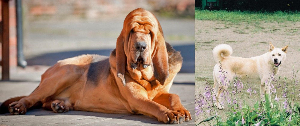 Pungsan Dog vs Bloodhound - Breed Comparison