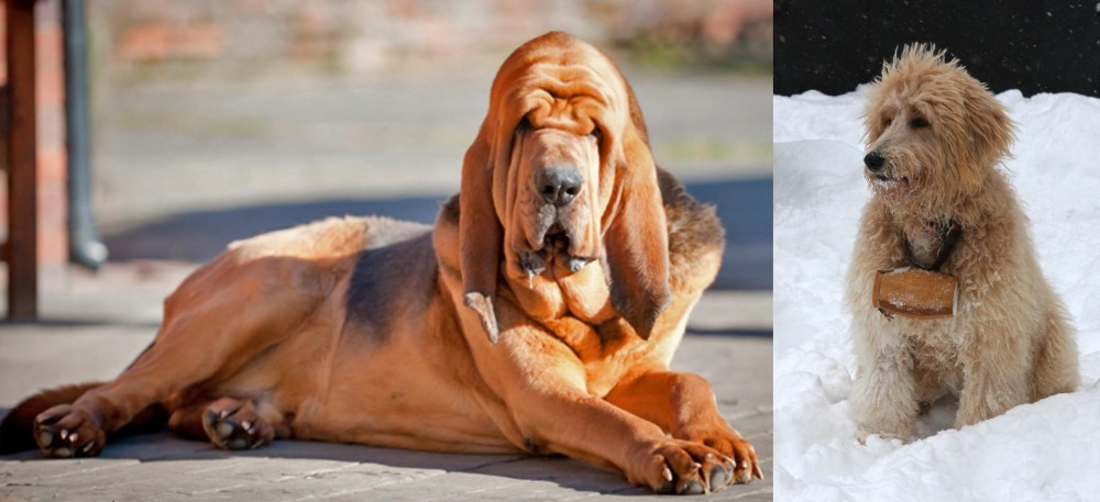 Pyredoodle vs Bloodhound - Breed Comparison