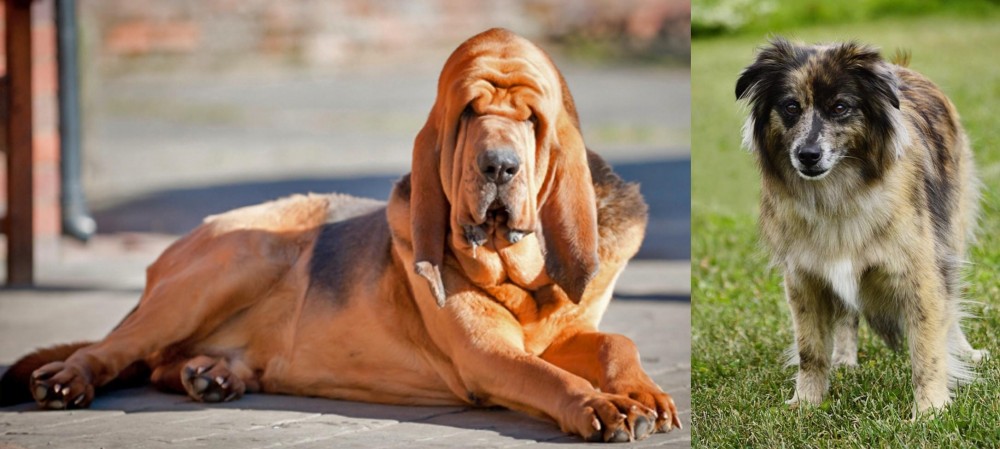 Pyrenean Shepherd vs Bloodhound - Breed Comparison