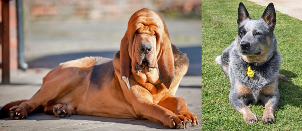 Queensland Heeler vs Bloodhound - Breed Comparison