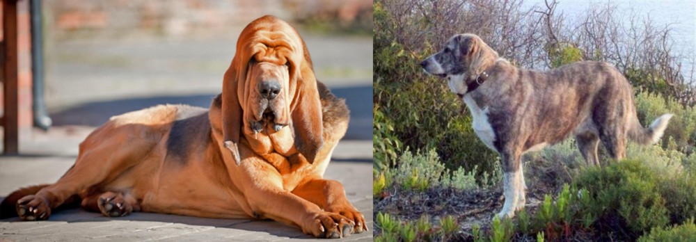 Rafeiro do Alentejo vs Bloodhound - Breed Comparison
