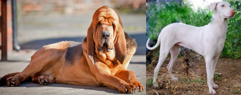 Rajapalayam vs Bloodhound - Breed Comparison