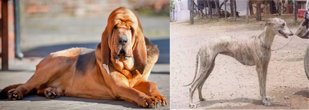 Rampur Greyhound vs Bloodhound - Breed Comparison