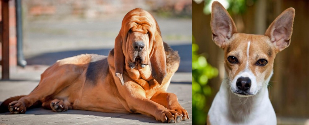 Rat Terrier vs Bloodhound - Breed Comparison