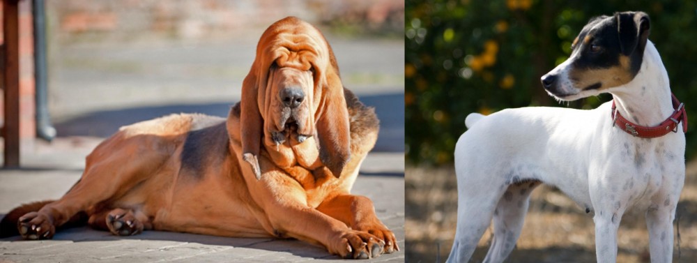 Ratonero Bodeguero Andaluz vs Bloodhound - Breed Comparison