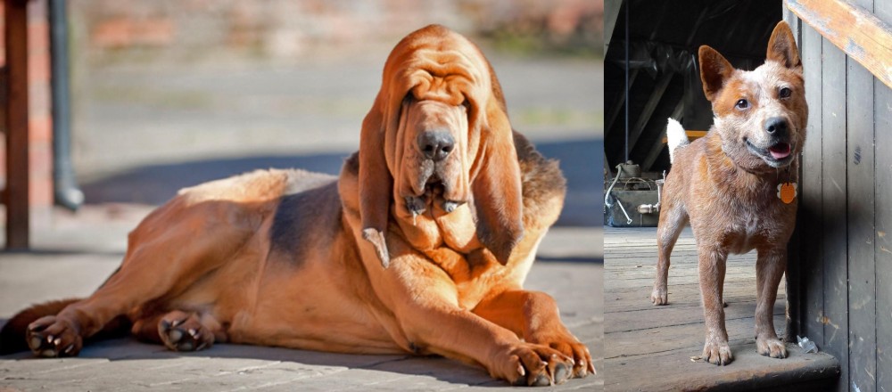 Red Heeler vs Bloodhound - Breed Comparison