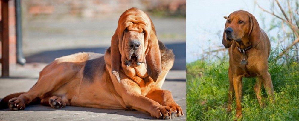 Redbone Coonhound vs Bloodhound - Breed Comparison
