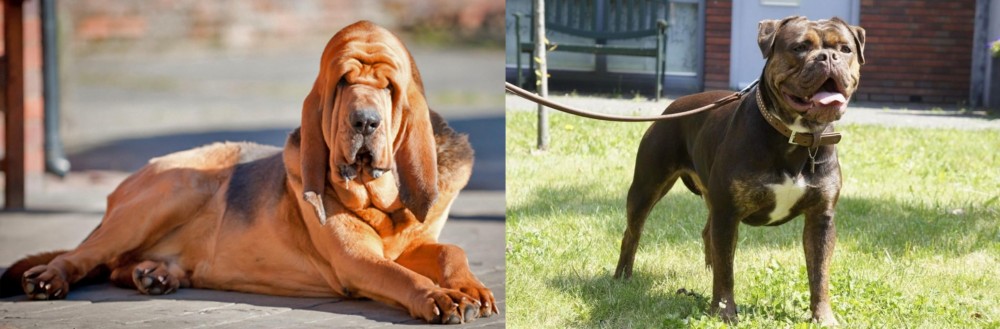 Renascence Bulldogge vs Bloodhound - Breed Comparison