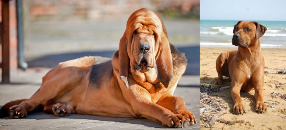 Rhodesian Ridgeback vs Bloodhound - Breed Comparison