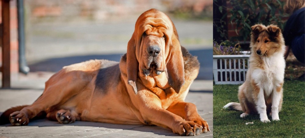 Rough Collie vs Bloodhound - Breed Comparison