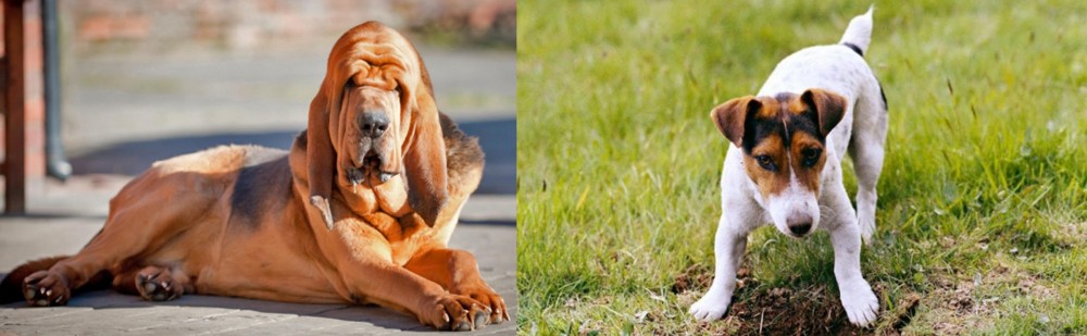 Russell Terrier vs Bloodhound - Breed Comparison