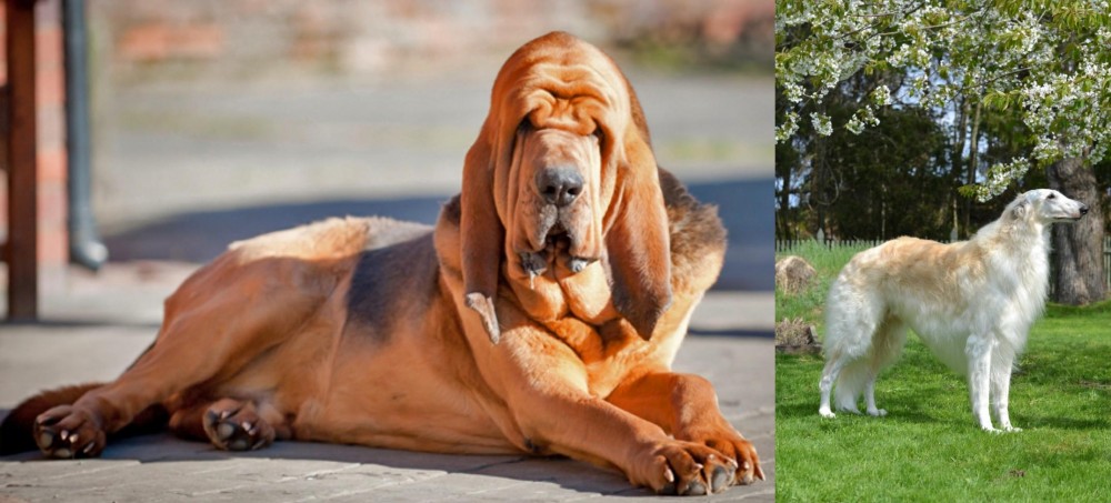 Russian Hound vs Bloodhound - Breed Comparison