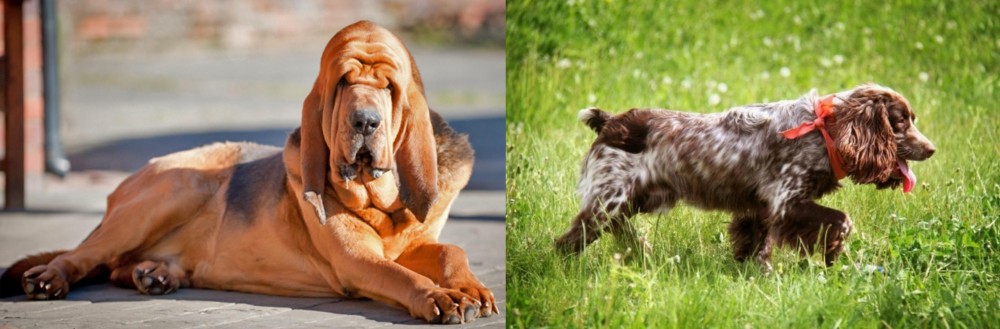 Russian Spaniel vs Bloodhound - Breed Comparison