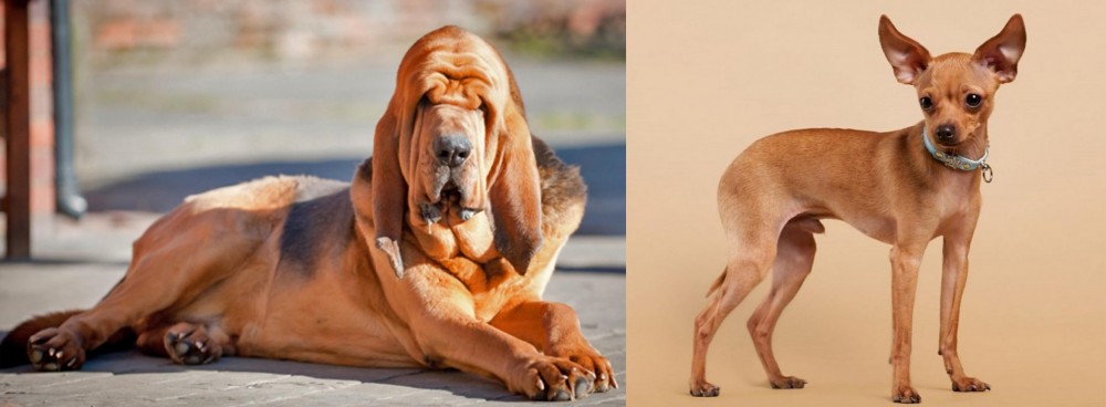 Russian Toy Terrier vs Bloodhound - Breed Comparison