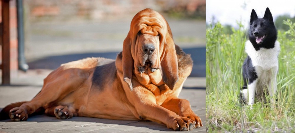 Russo-European Laika vs Bloodhound - Breed Comparison