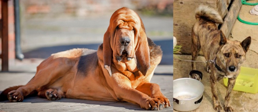 Ryukyu Inu vs Bloodhound - Breed Comparison