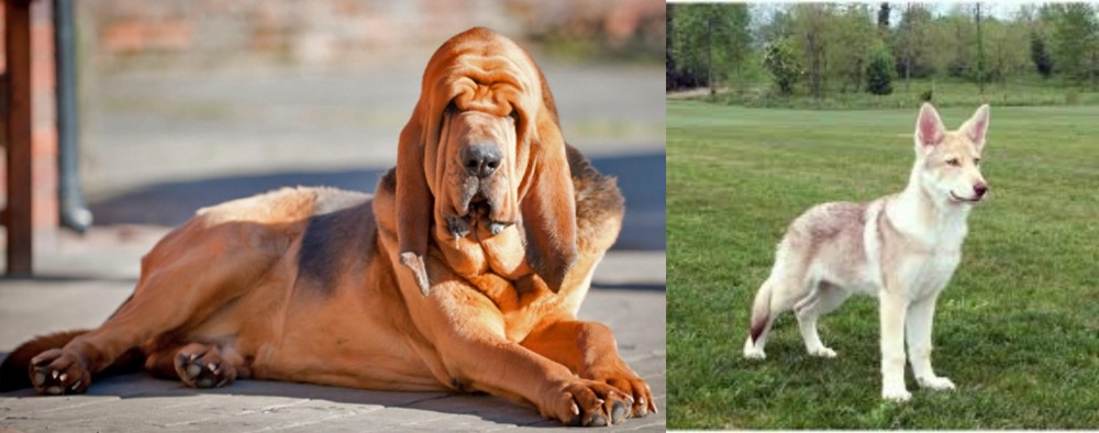Saarlooswolfhond vs Bloodhound - Breed Comparison