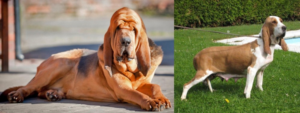 Sabueso Espanol vs Bloodhound - Breed Comparison