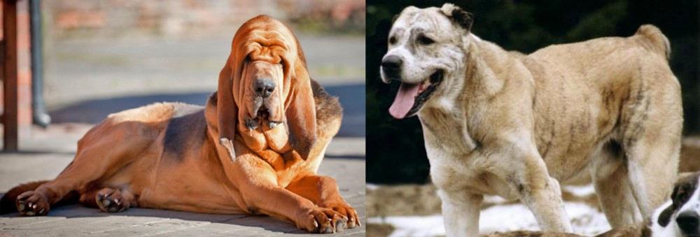 Sage Koochee vs Bloodhound - Breed Comparison