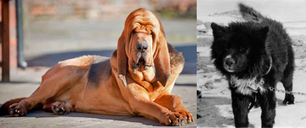 Sakhalin Husky vs Bloodhound - Breed Comparison