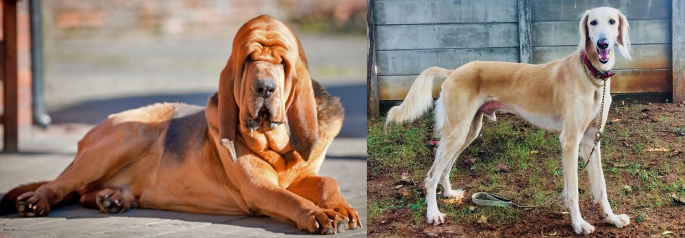 Saluki vs Bloodhound - Breed Comparison