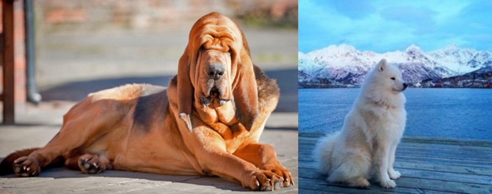 Samoyed vs Bloodhound - Breed Comparison