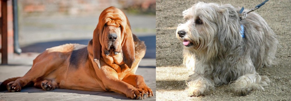 Sapsali vs Bloodhound - Breed Comparison
