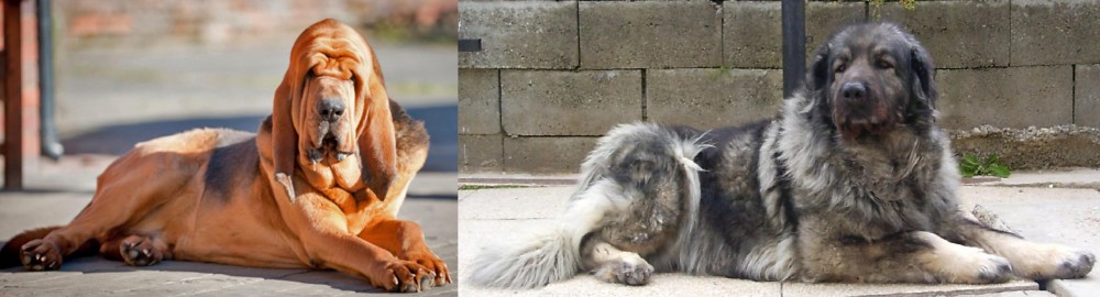 Sarplaninac vs Bloodhound - Breed Comparison