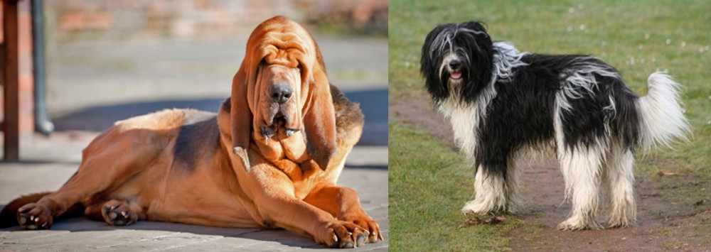 Schapendoes vs Bloodhound - Breed Comparison