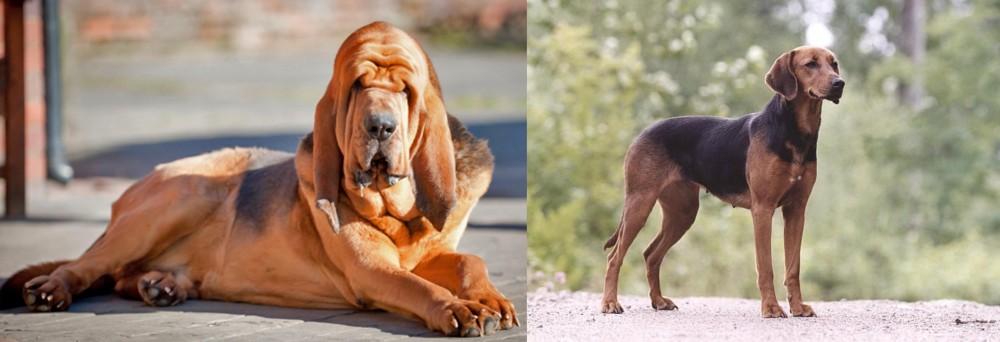 Schillerstovare vs Bloodhound - Breed Comparison