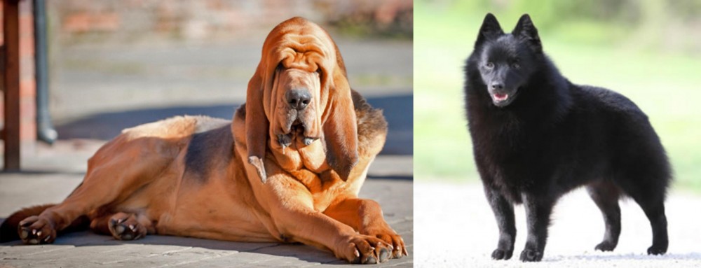 Schipperke vs Bloodhound - Breed Comparison