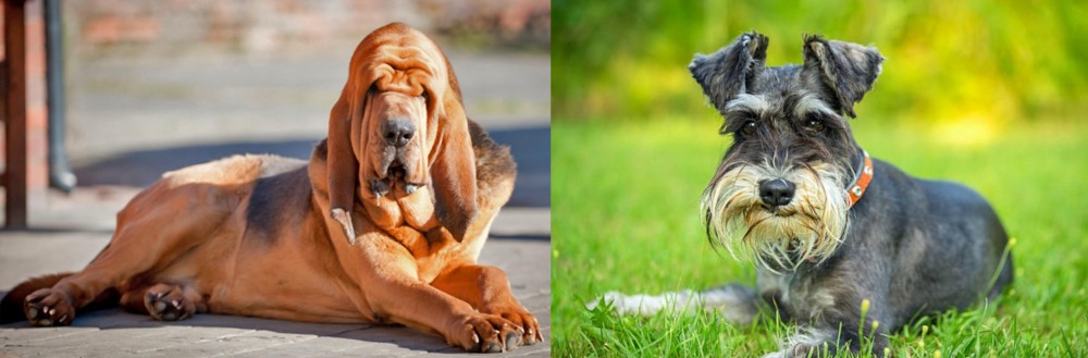 Schnauzer vs Bloodhound - Breed Comparison