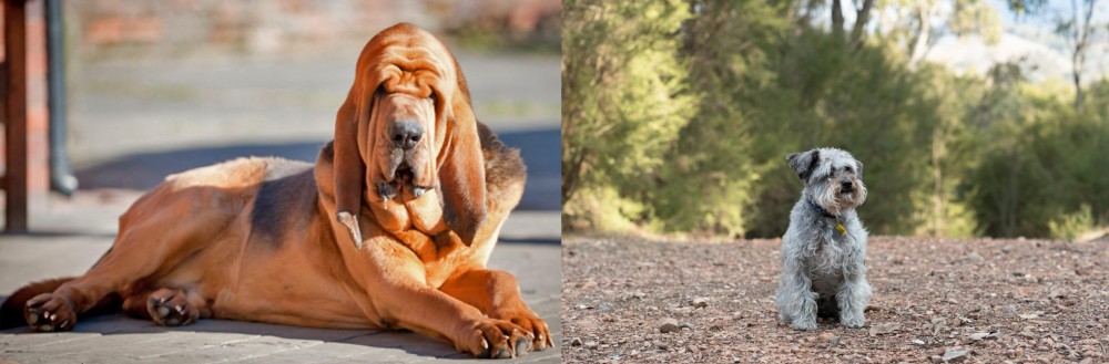 Schnoodle vs Bloodhound - Breed Comparison