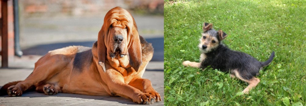 Schnorkie vs Bloodhound - Breed Comparison