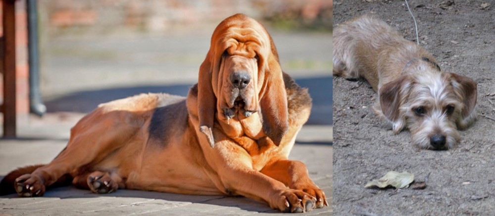 Schweenie vs Bloodhound - Breed Comparison
