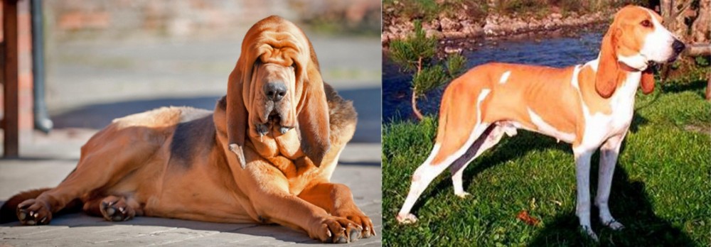 Schweizer Laufhund vs Bloodhound - Breed Comparison