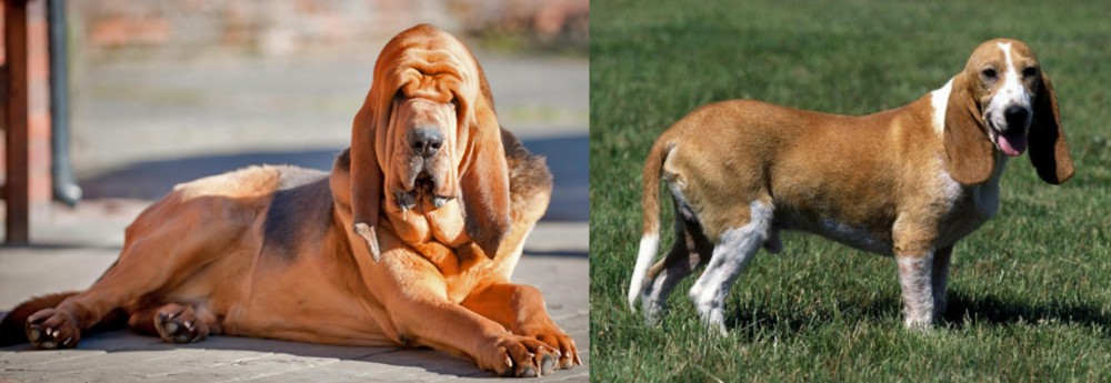 Schweizer Niederlaufhund vs Bloodhound - Breed Comparison