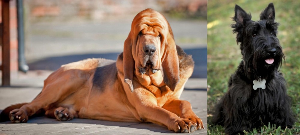 Scoland Terrier vs Bloodhound - Breed Comparison