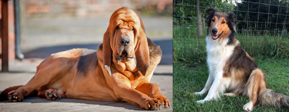 Scotch Collie vs Bloodhound - Breed Comparison