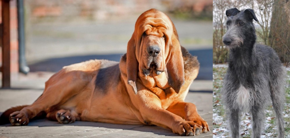 Scottish Deerhound vs Bloodhound - Breed Comparison