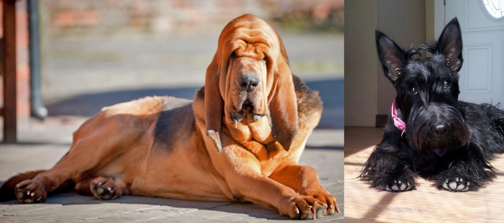 Scottish Terrier vs Bloodhound - Breed Comparison