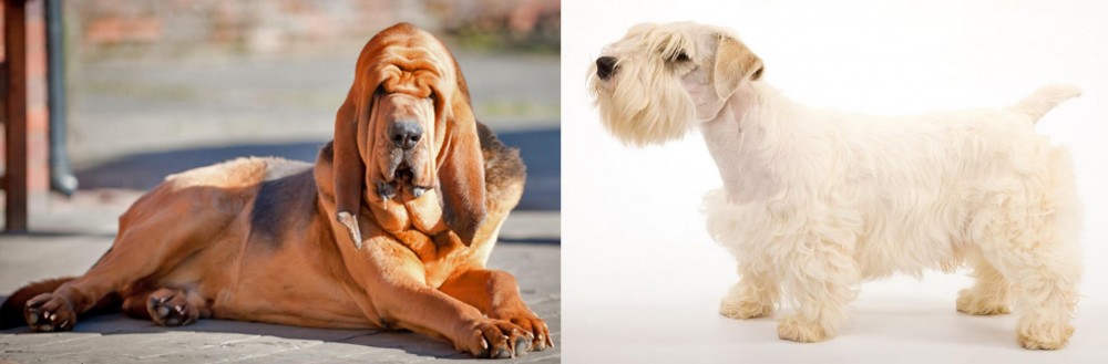 Sealyham Terrier vs Bloodhound - Breed Comparison