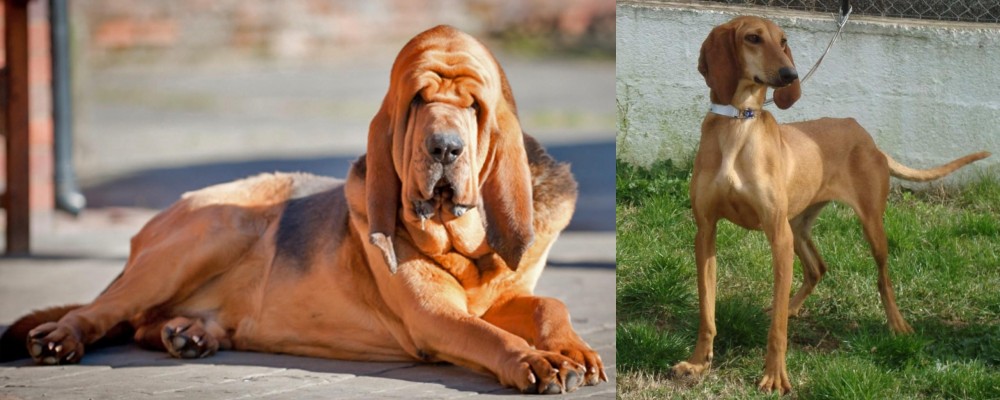 Segugio Italiano vs Bloodhound - Breed Comparison