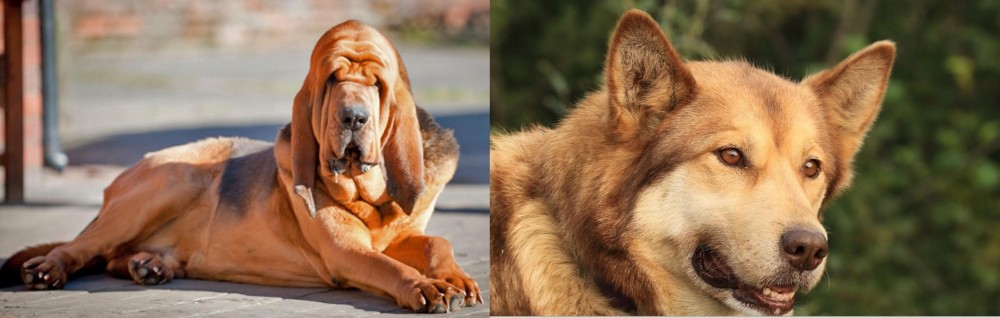 Seppala Siberian Sleddog vs Bloodhound - Breed Comparison