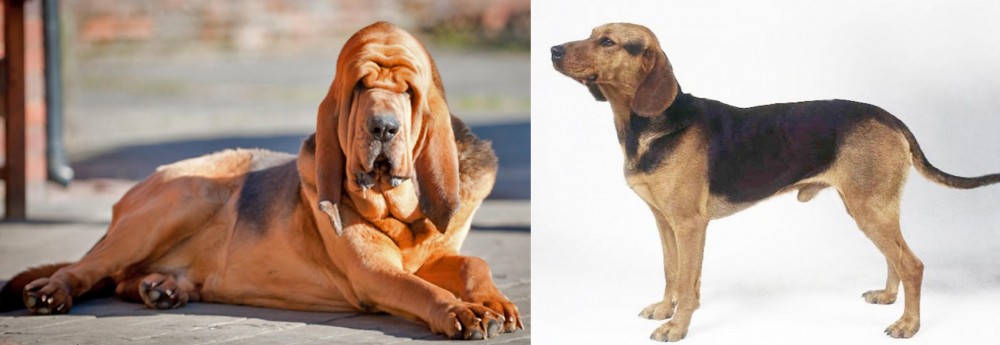 Serbian Hound vs Bloodhound - Breed Comparison