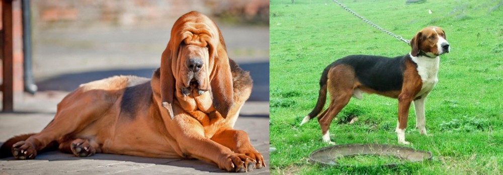 Serbian Tricolour Hound vs Bloodhound - Breed Comparison