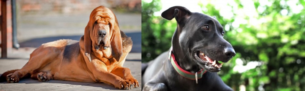 Shepard Labrador vs Bloodhound - Breed Comparison