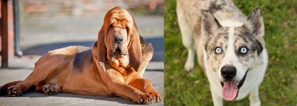 Shepherd Husky vs Bloodhound - Breed Comparison
