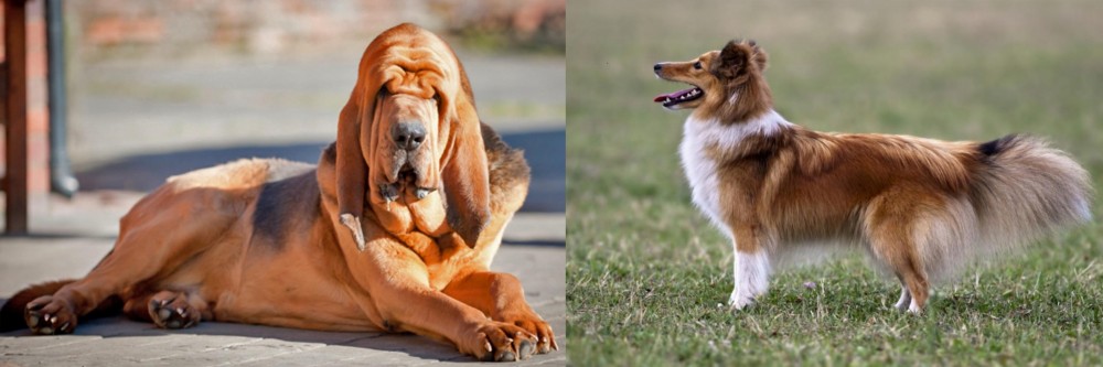 Shetland Sheepdog vs Bloodhound - Breed Comparison