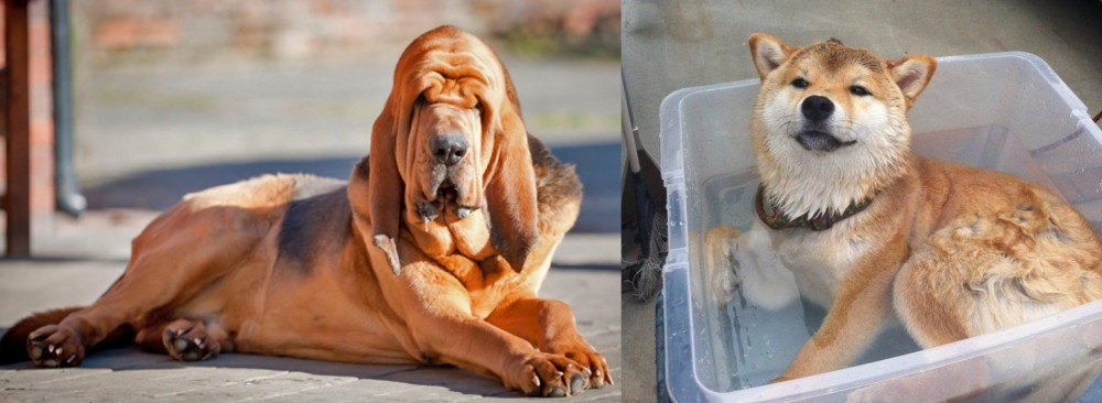 Shiba Inu vs Bloodhound - Breed Comparison